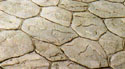 Photo of stamped concrete